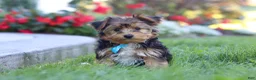 Yorkiepoo dogs for sale: Winston - Ad 9
