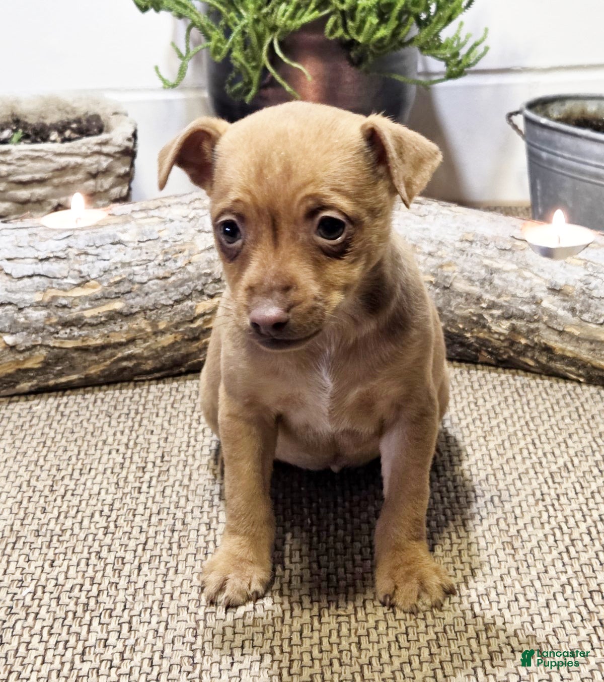 Miniature Pinscher dogs Penny - Ad 1