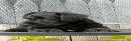 Miniature Schnauzer dogs for sale: Thelma Miniature Schnauzer  - Ad 6