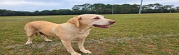 Labrador Retriever dogs for sale: Fiona - Ad 6