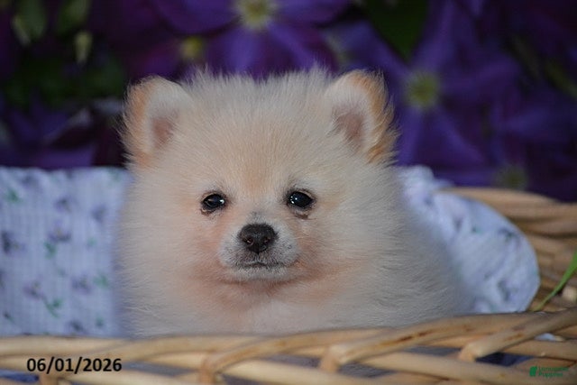 Pomeranian dogs Rick - Ad 2