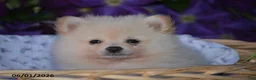 Pomeranian dogs for sale: Rick - Ad 2