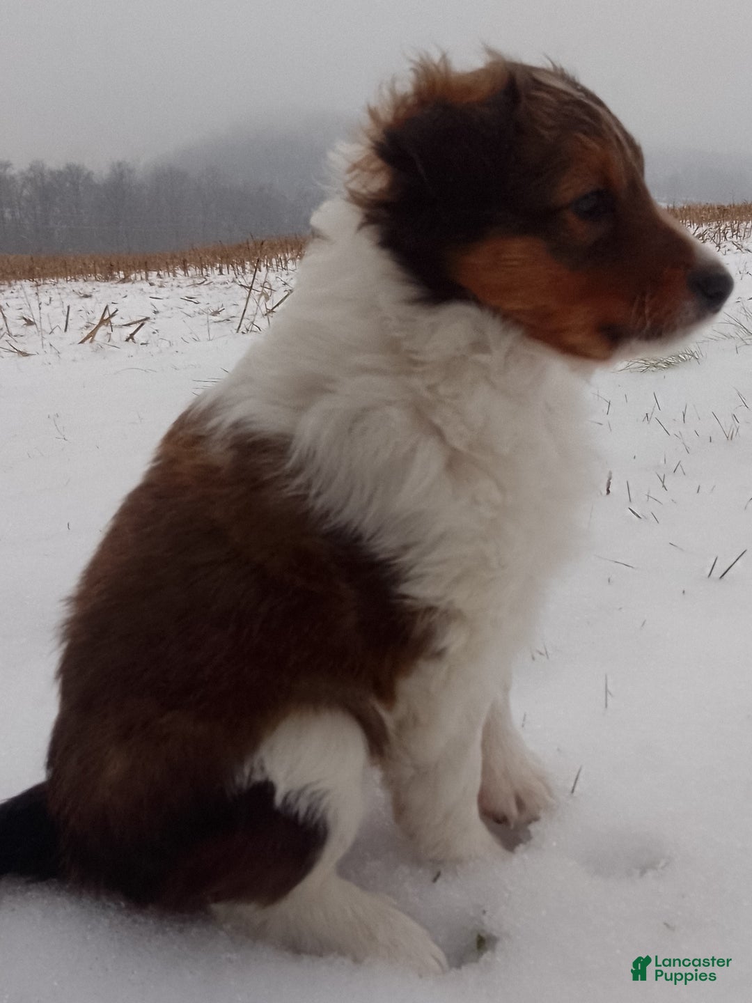 Shetland Sheepdog dogs for sale: Emma - Ad 5