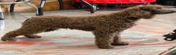 Miniature Poodle dogs for sale: Hershall - Ad 4