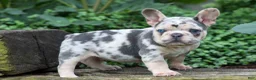 French Bulldog dogs for sale: Finn 🐾 - Ad 3