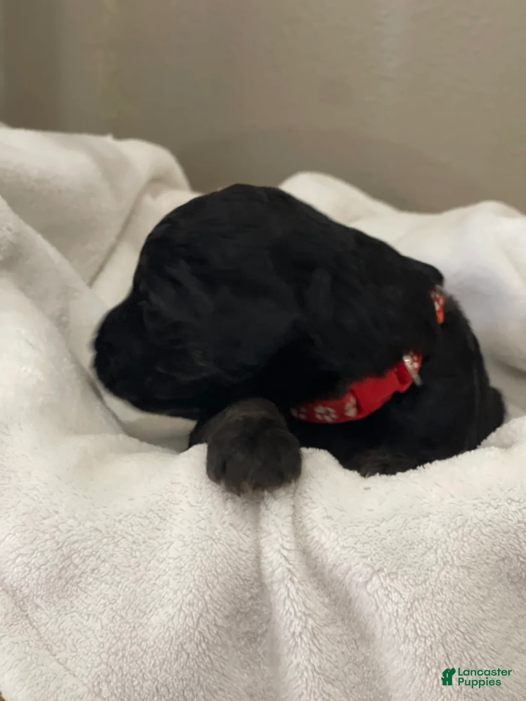 Goldendoodle dogs for sale:  Red Collar Female - Ad 2