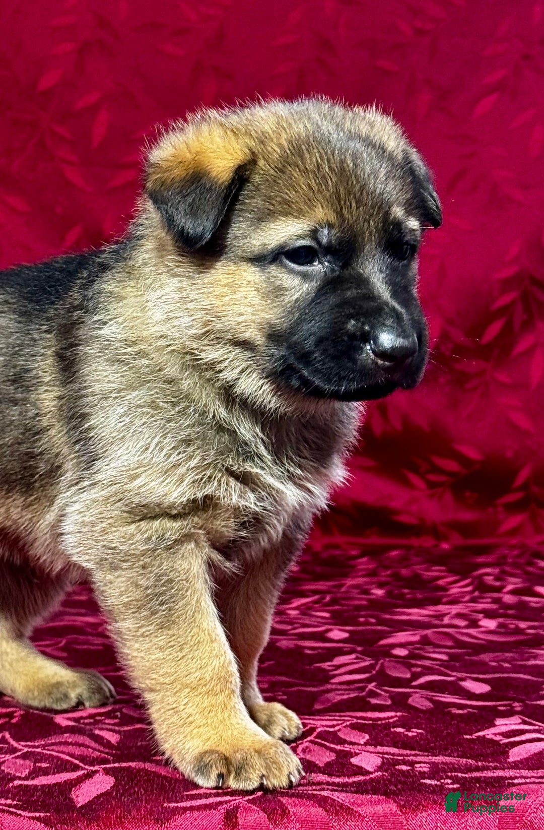 German Shepherd dogs for sale: Denver - Ad 3