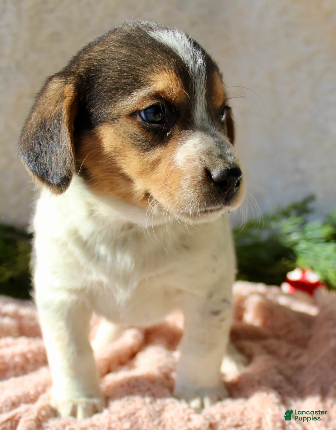 Mixed Breed dogs for sale: Lilly - Ad 6