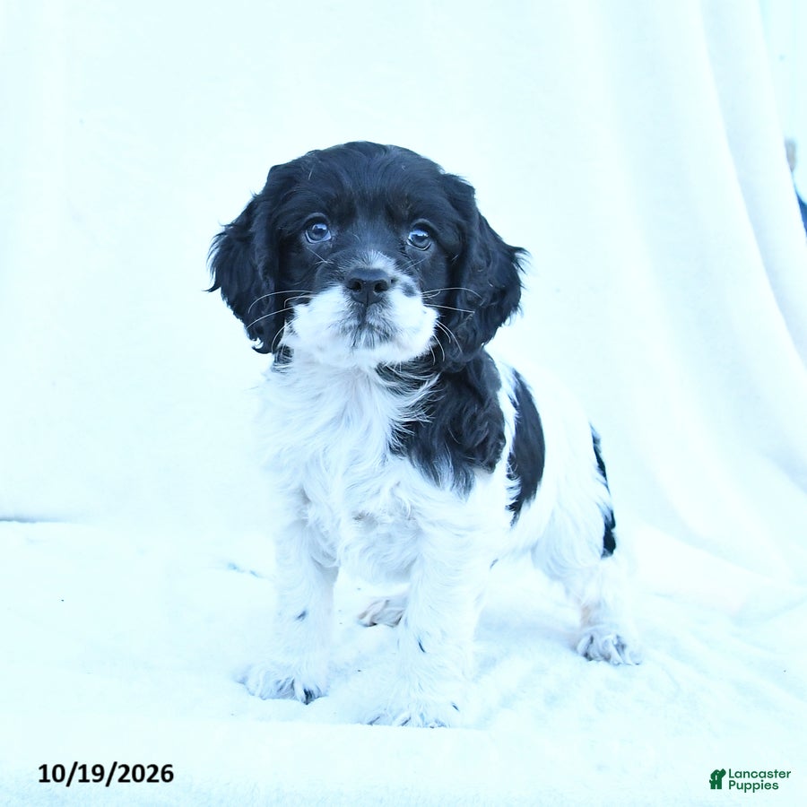 English Cocker Spaniel dogs for sale: Milo - Ad 1