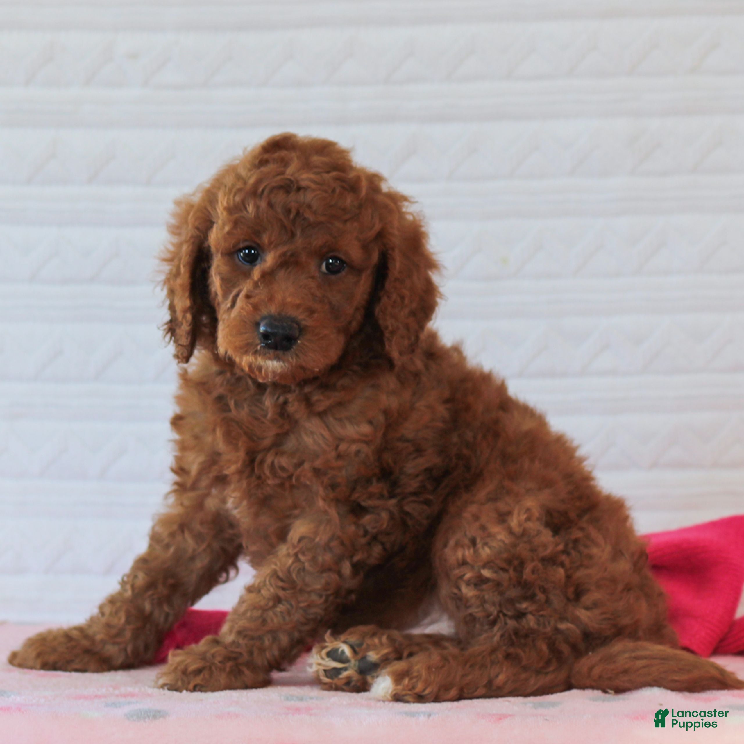 Mini Goldendoodle dogs Jet  - Ad 2