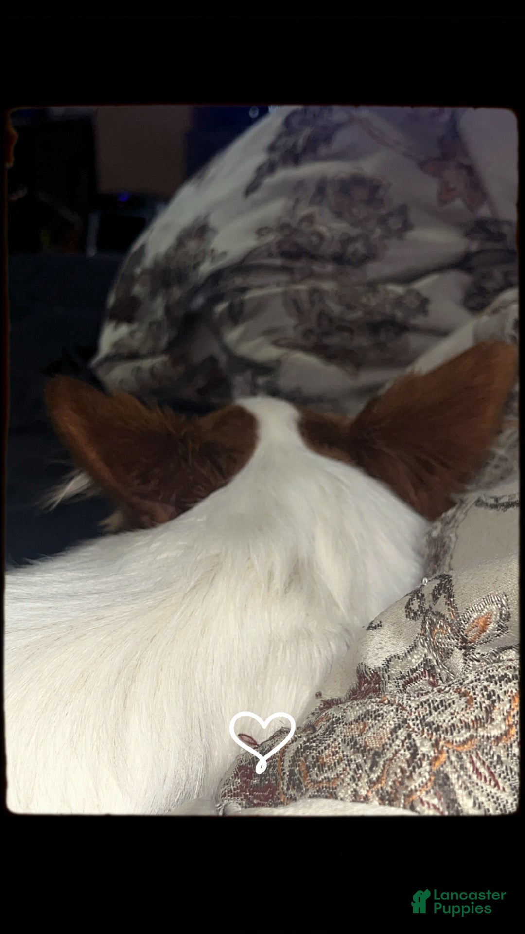 Papillon dogs for sale: Mochi - Ad 2