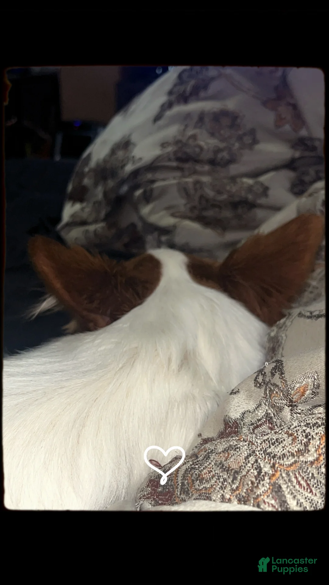 Papillon dogs for sale: Mochi - Ad 2
