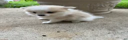 Pomeranian dogs for sale: Rachelle - Ad 10
