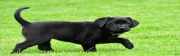 Labrador Retriever dogs for sale: Daisy - Ad 6