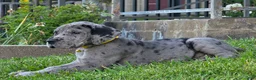 Great Dane dogs for sale: Wheeler - Ad 8