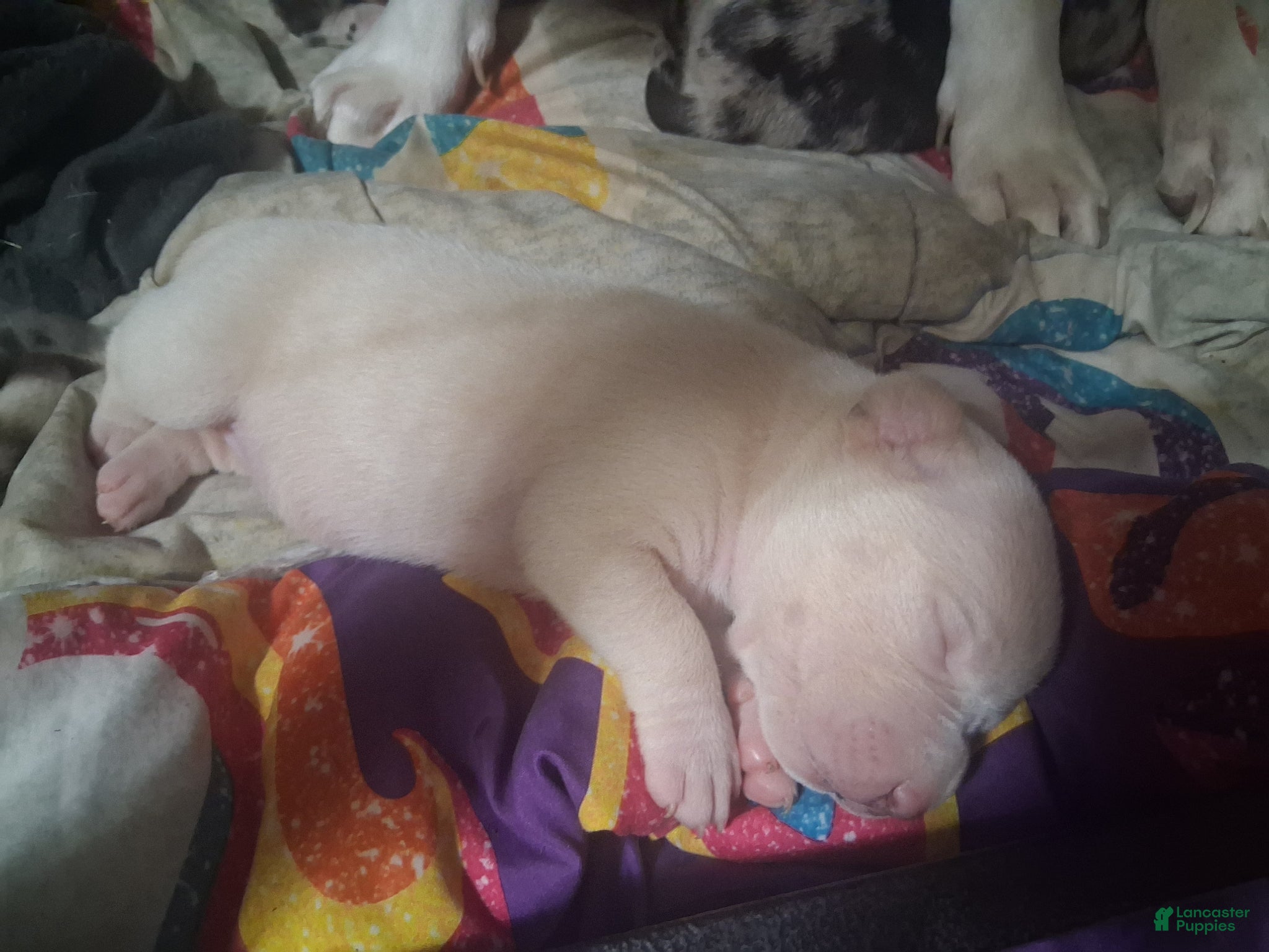 American Pit Bull Terrier dogs Blondie - Ad 5