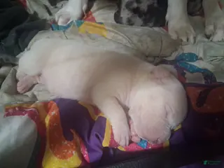 American Pit Bull Terrier dogs Blondie - Ad 5