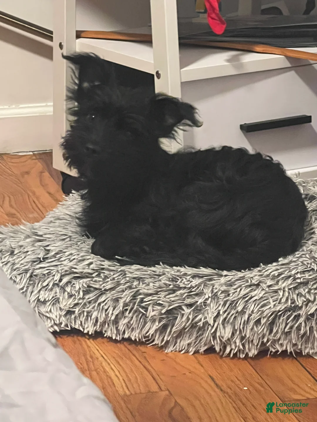 Mixed Breed dogs for sale: Mixed Breed Puppy 1 - Ad 3