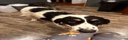 Mixed Breed dogs for sale: Gracie - Ad 3