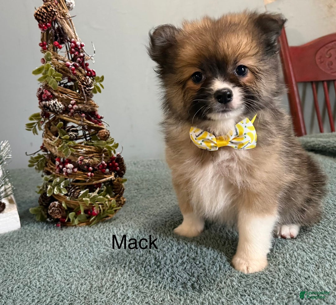 Pomeranian dogs for sale: Mack - Ad 2