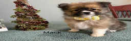 Pomeranian dogs for sale: Mack - Ad 2