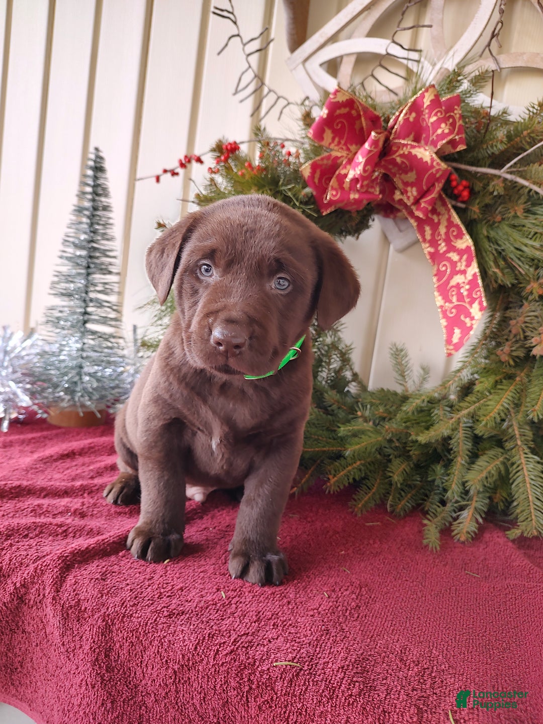 Labrador Retriever dogs for sale: Brax - Ad 2
