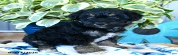 Yorkiepoo dogs for sale: Beetle  - Ad 3