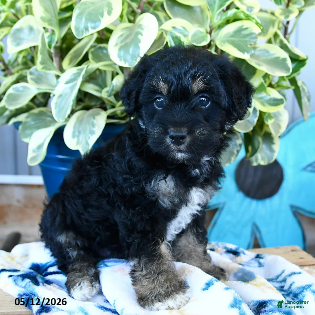 Yorkiepoo dogs for sale: Beetle  - Ad 3