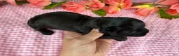 Havapoo dogs for sale: Havapoo 3 - Ad 4