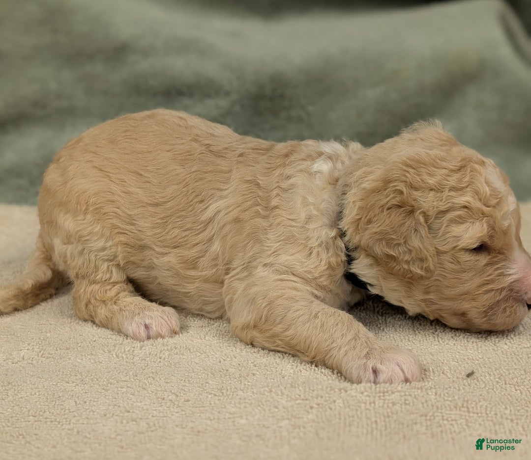 Sheepadoodle dogs for sale: Bronson - Ad 10