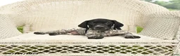 German Shorthaired Pointer dogs for sale: Duke - Ad 4