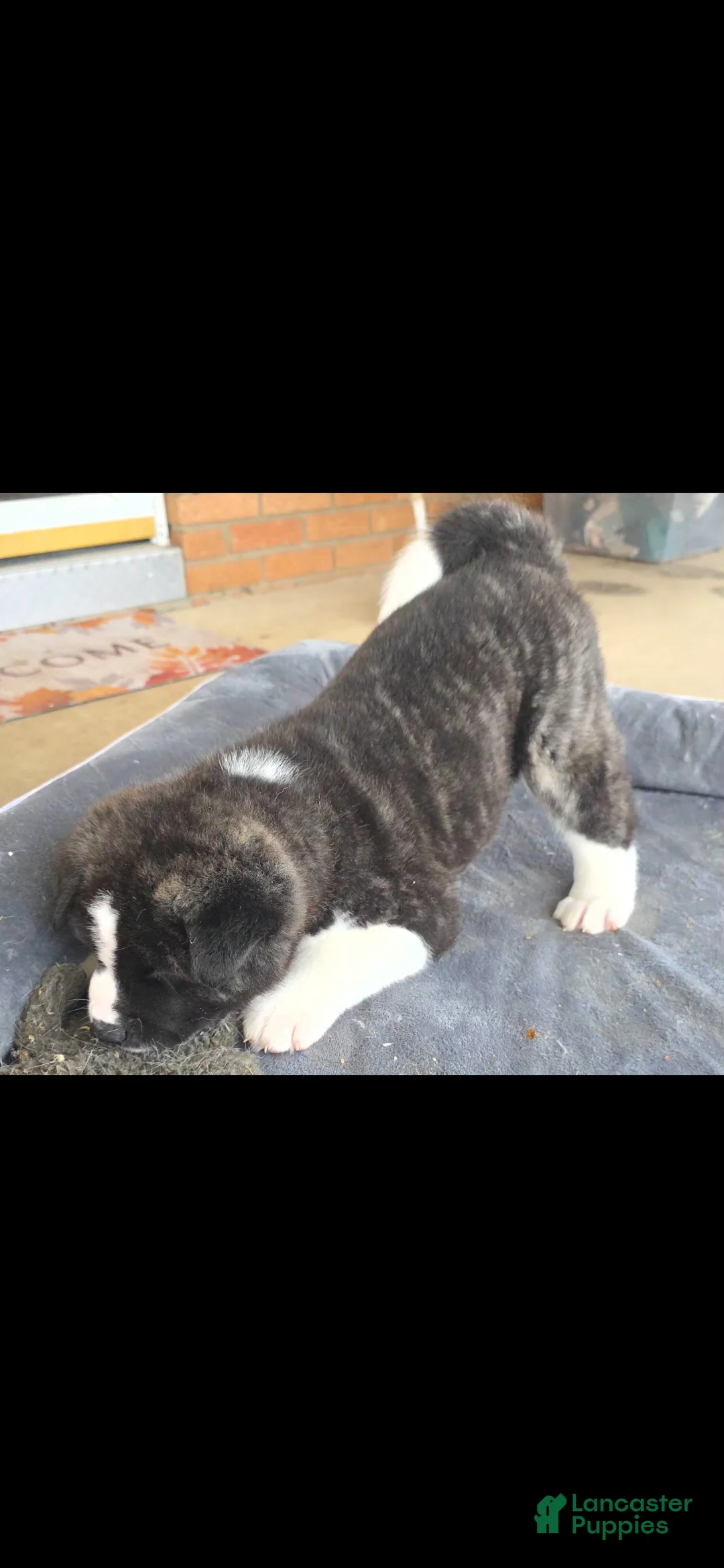 Akita dogs for sale: AKC Lucky - Ad 12
