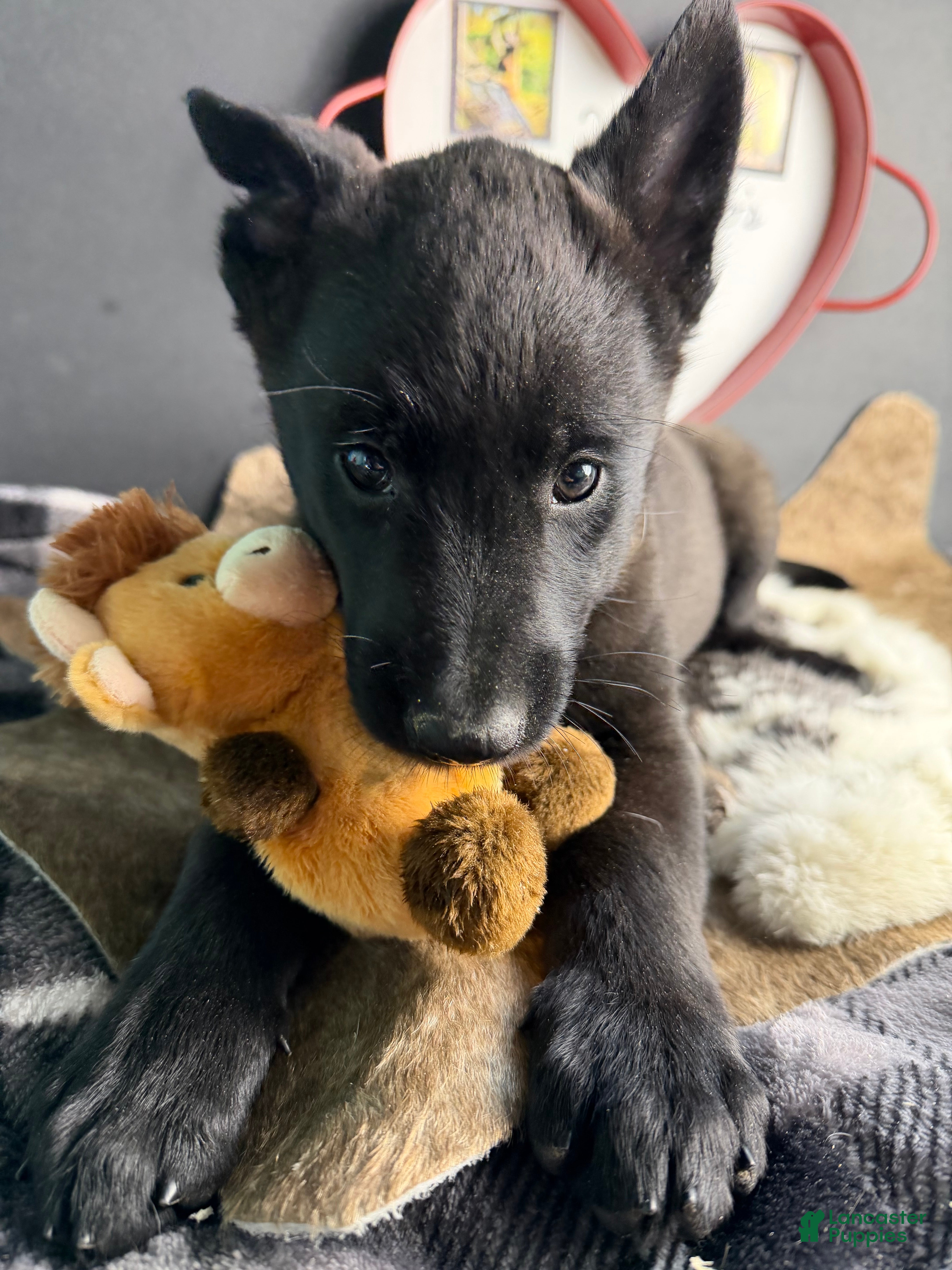 Belgian Malinois dogs Belgian Malinois Puppy 1 - Ad 25