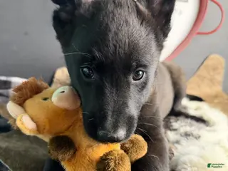 Belgian Malinois dogs Belgian Malinois Puppy 1 - Ad 25