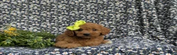 Cavapoo dogs for sale: Aimee - Ad 7