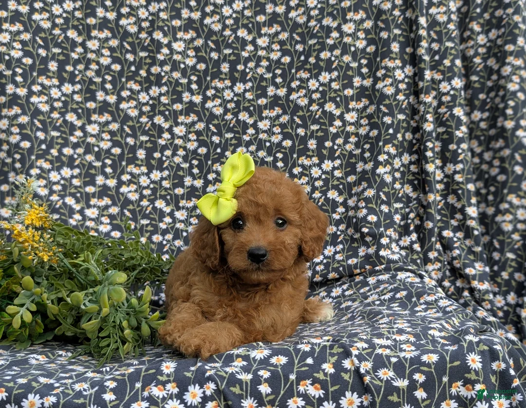 Cavapoo dogs for sale: Aimee - Ad 7