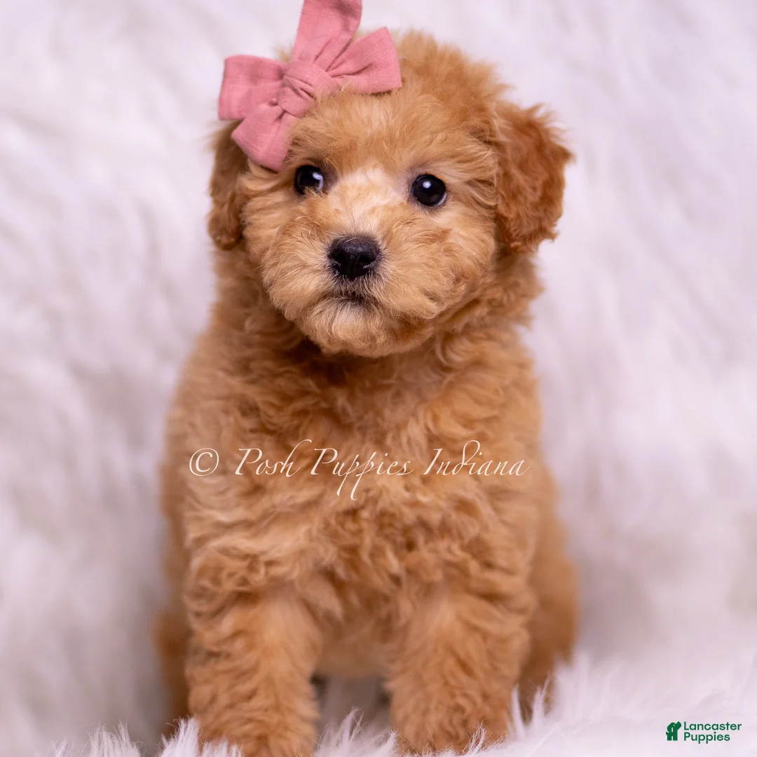Mini Goldendoodle dogs for sale: Lulu - Ad 2
