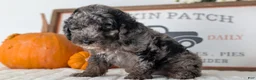 Miniature Poodle dogs for sale: Hunter - Ad 3