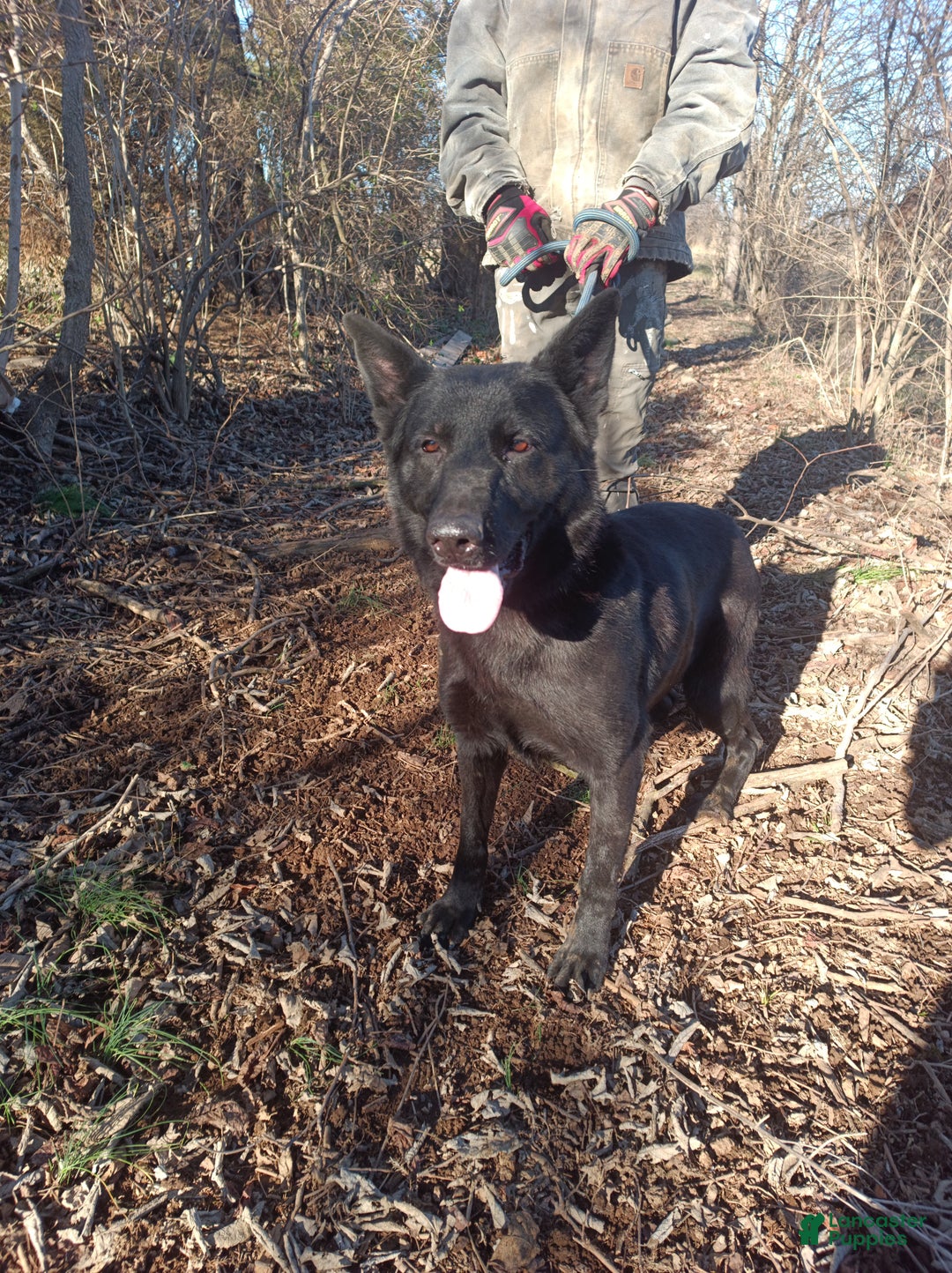 German Shepherd dogs for sale: German Shepherd Puppy 1 - Ad 9