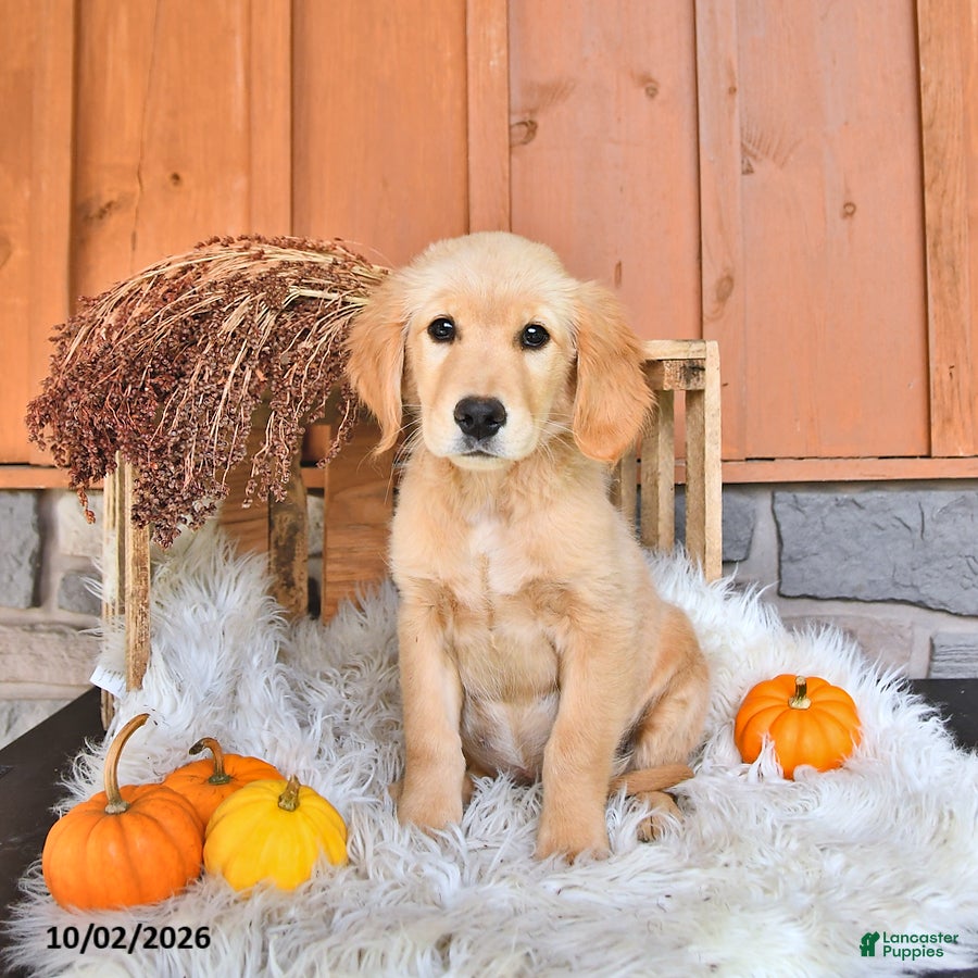 Sadie