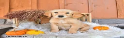 Golden Retriever dogs for sale: Sadie - Ad 1