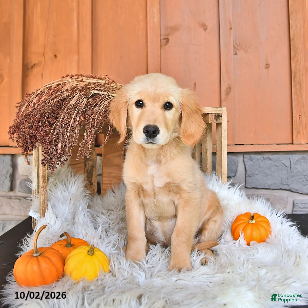 Golden Retriever dogs for sale: Sadie - Ad 1