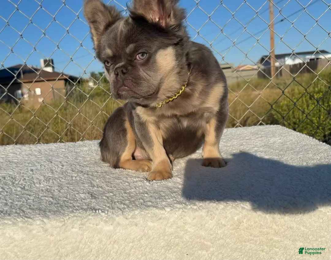 French Bulldog dogs for sale:  Rocky 🩶 Rare Lilac Tan Fluffy in LA, CA - USA DELIVERY OPTIONS! - Ad 2