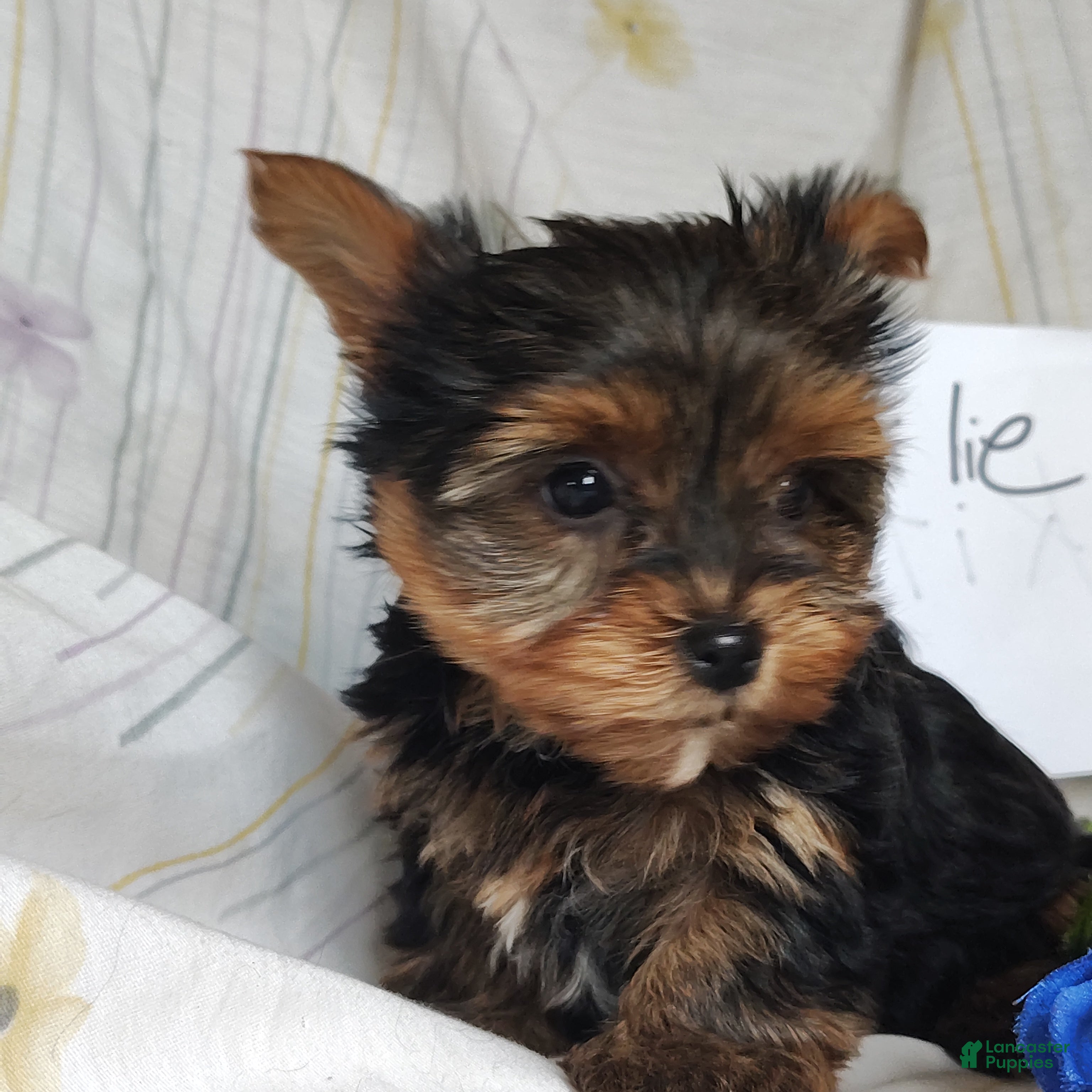Yorkshire Terrier dogs Charlie - Ad 16