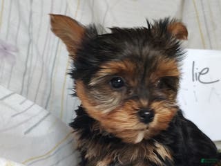 Yorkshire Terrier dogs Charlie - Ad 37