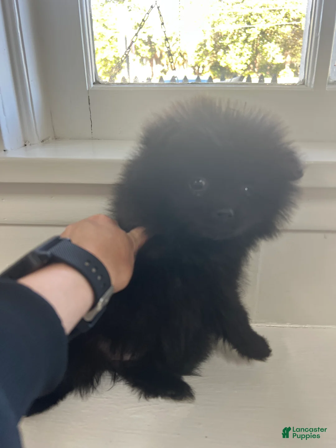 Pomeranian dogs for sale: Pomeranian Puppy 1 - Ad 1