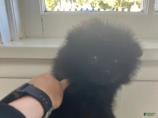 Pomeranian dogs Pomeranian Puppy 1 - Ad 15