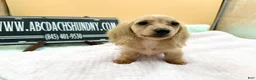 Miniature Dachshund dogs for sale: South African AKC  - Ad 8