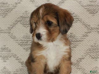 Bernedoodle dogs Chloe - Ad 31