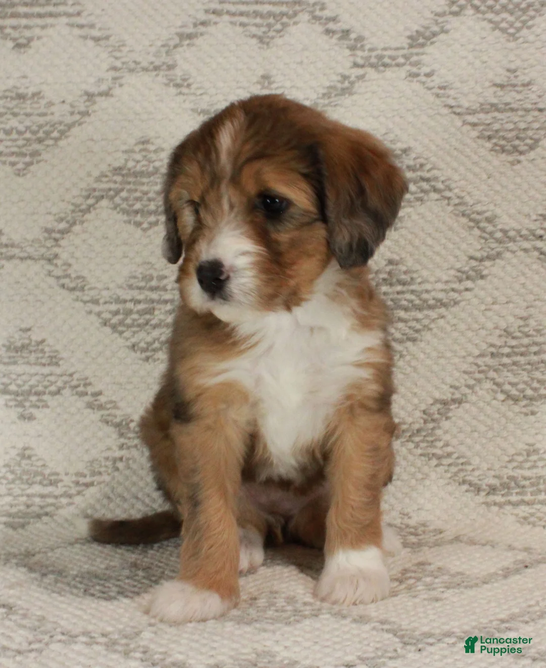 Bernedoodle dogs for sale: Chloe  - Ad 1